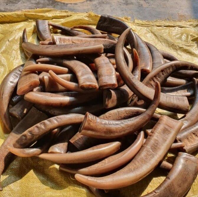 Natural Water Buffalo Horn Tip