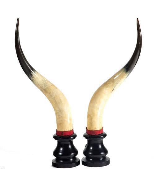 Ox Horn Pair