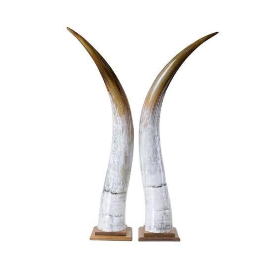 Ox Horn Pair
